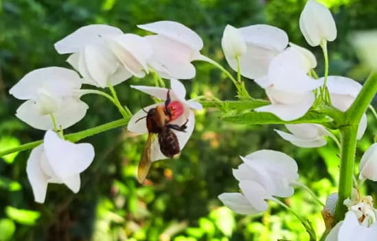 Stingless Bee’s Story